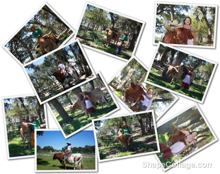 Take pictures with Texas Longhorn Steers ~ Private session!